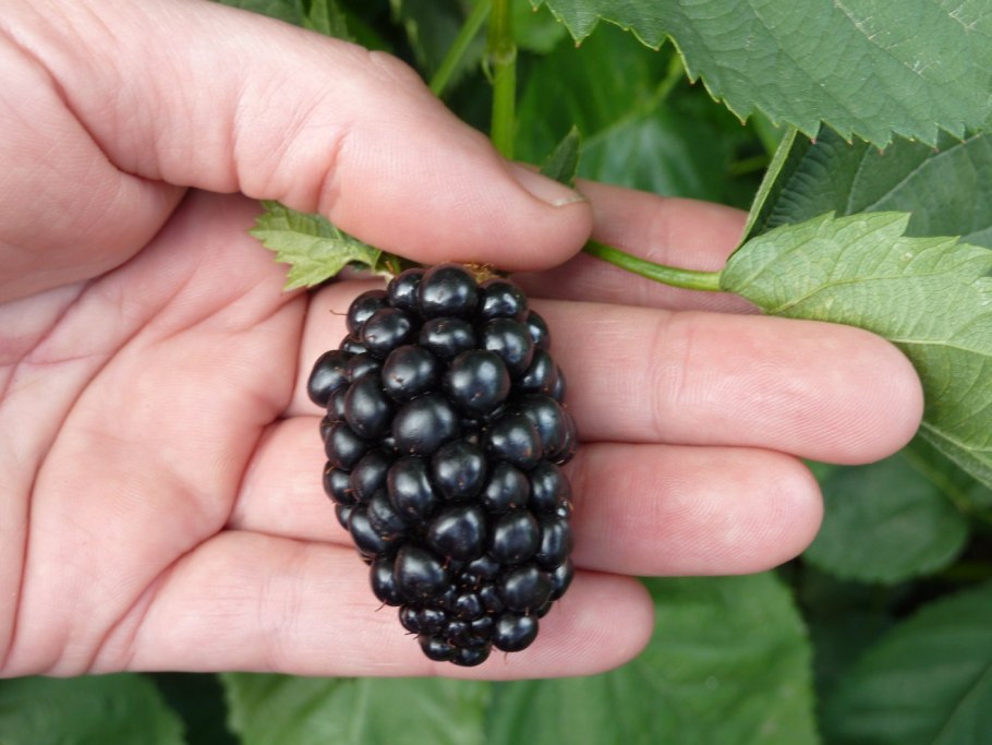 Ежевика бесшипная Торнфри