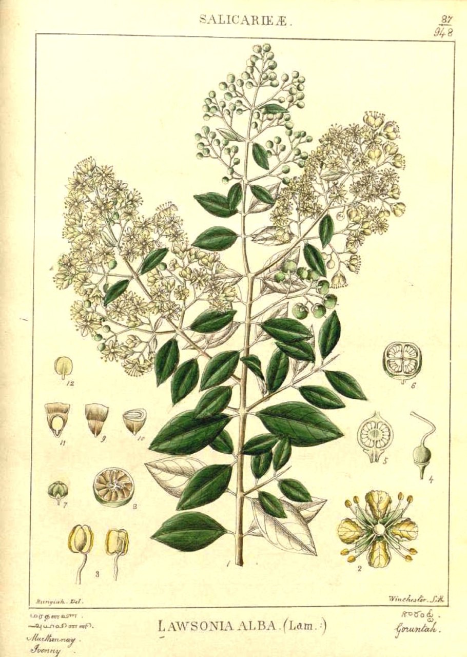 Лавсония неколючая