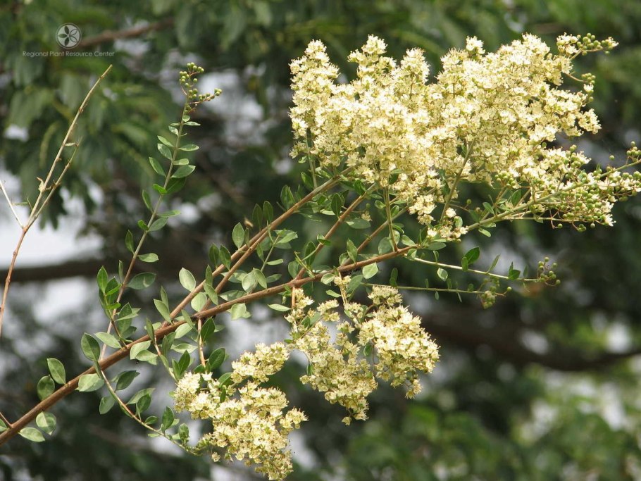 Цветок комнатный хна