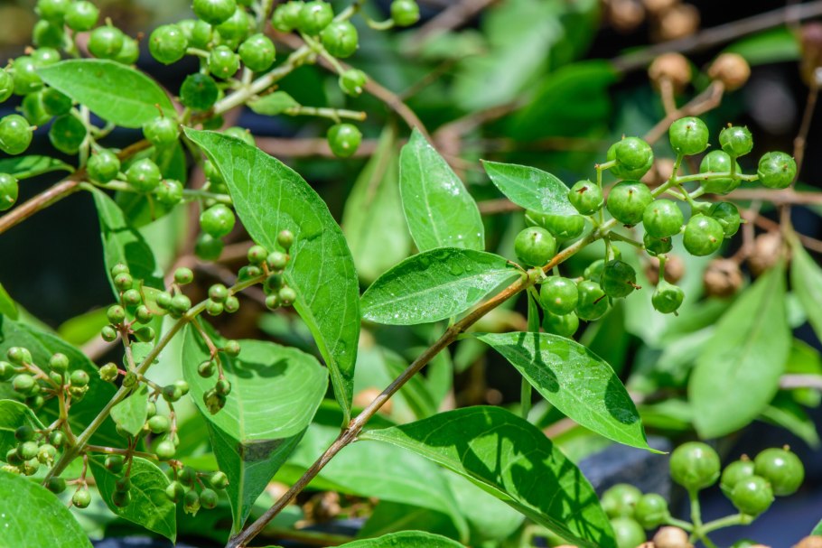 Хна (Lawsonia inermis)