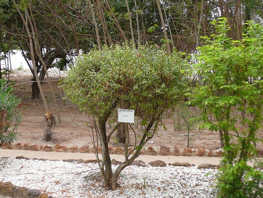 Хинного кустарника (Хенна) Lawsonia inermis.