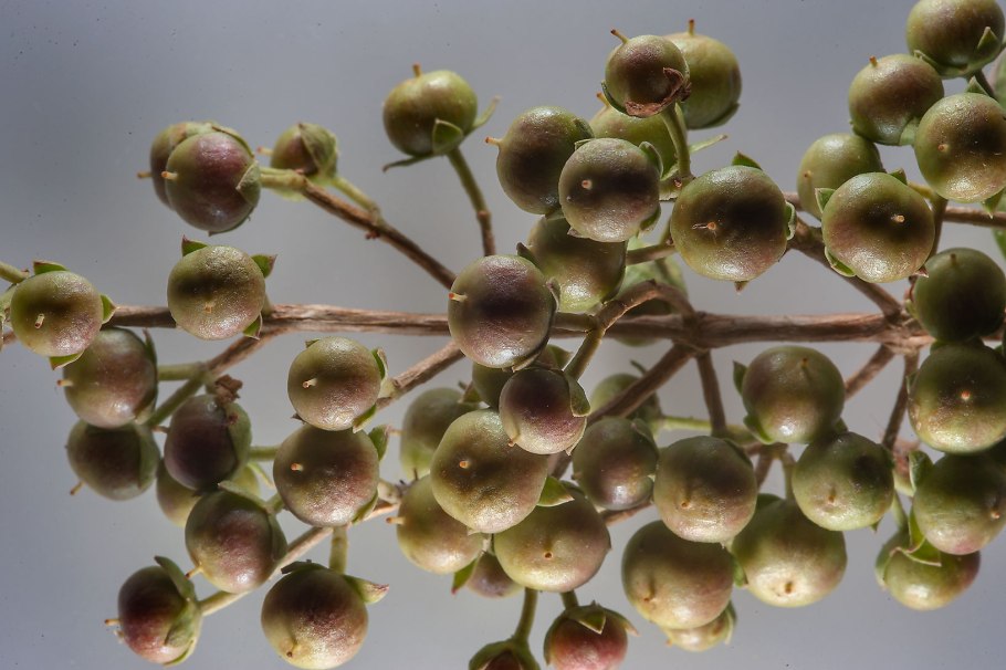 Хна из лавсонии