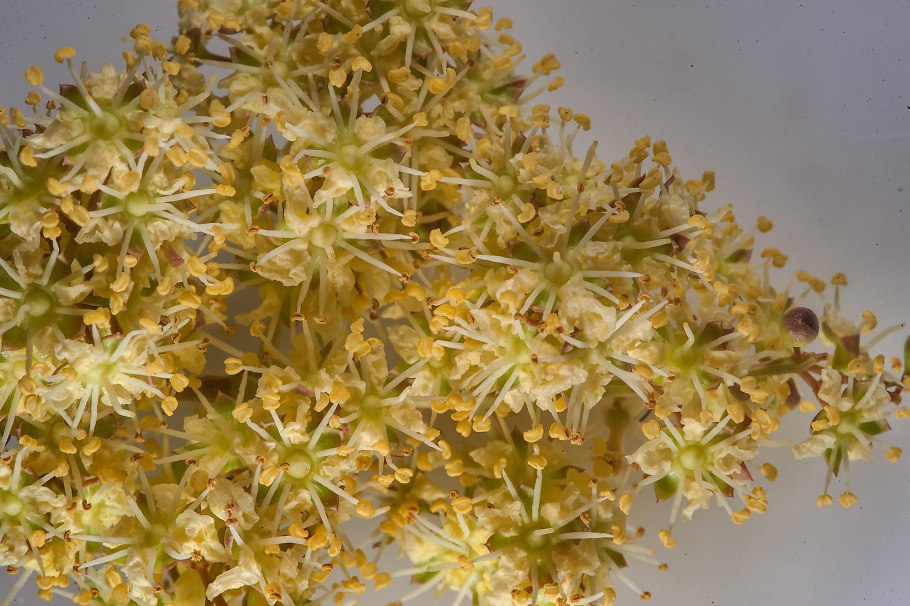 Лавсония рыба