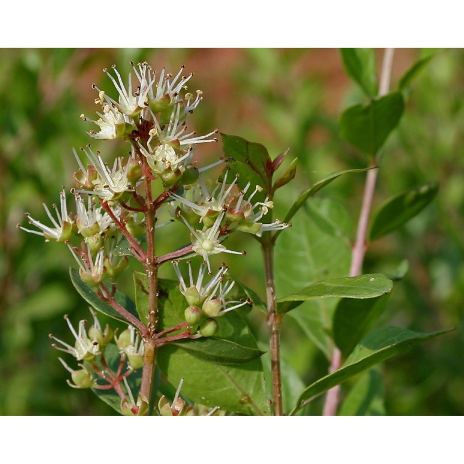 Лавсония неколючая хна