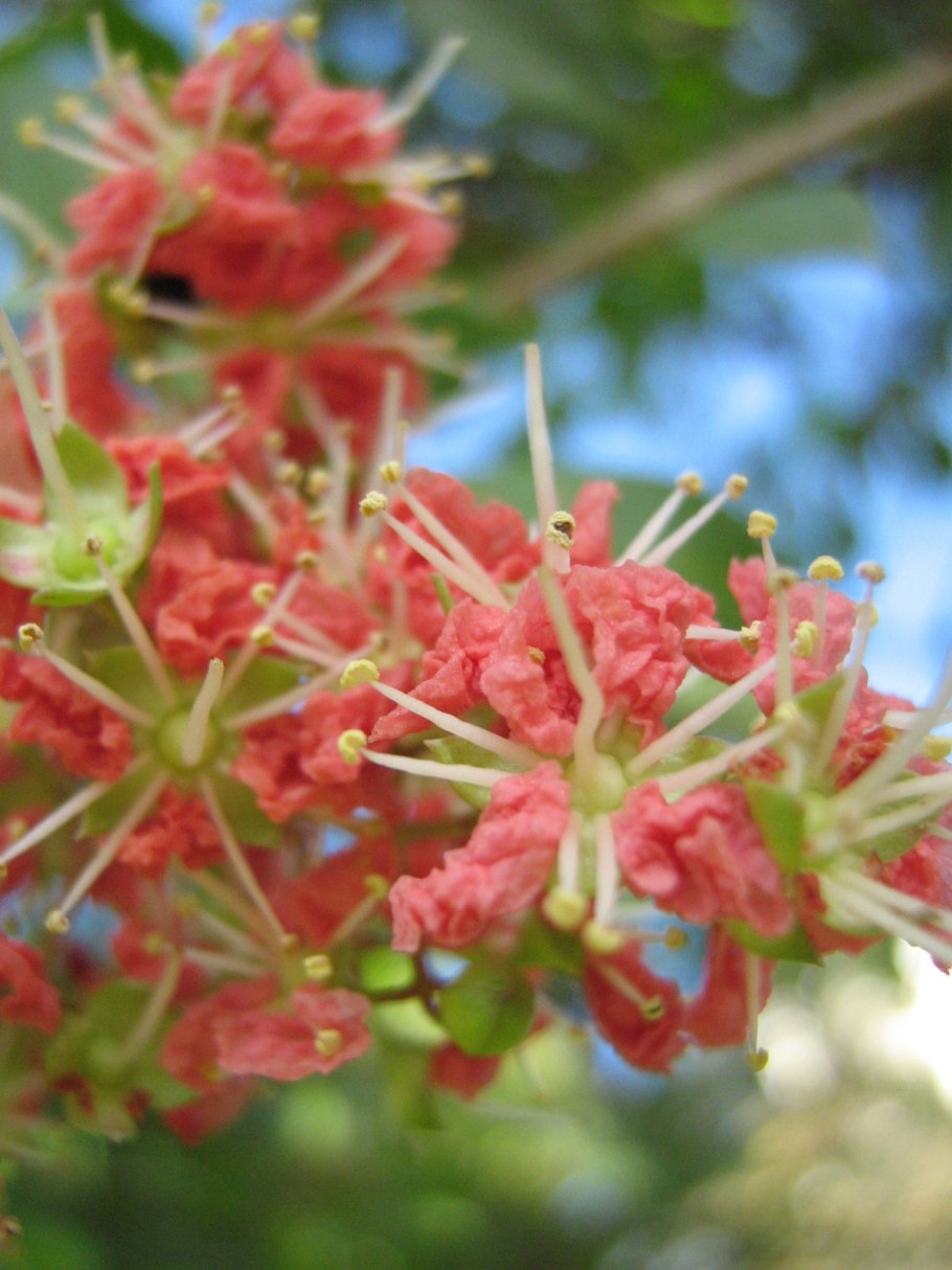 Лавсония в горшке