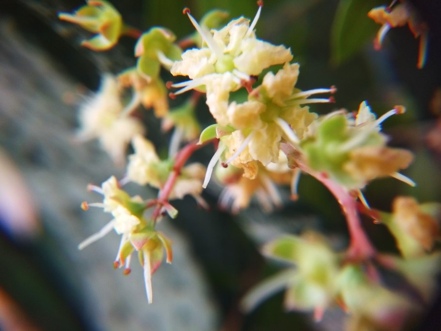 Хинного кустарника (Хенна) Lawsonia inermis.