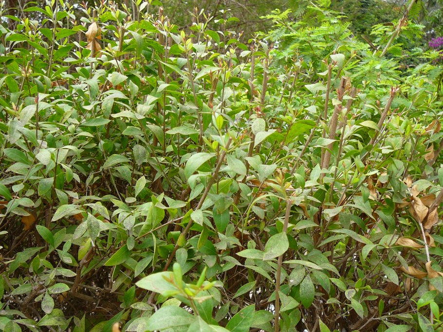 Лавсония неколючая