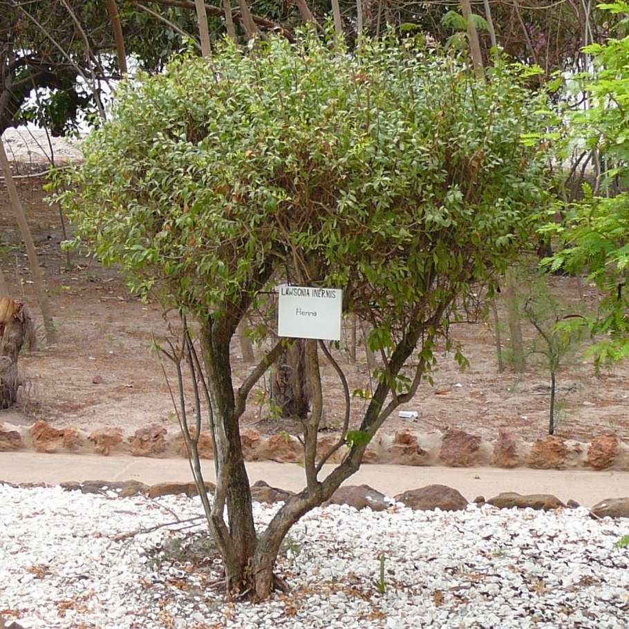 Дерево Лавсония