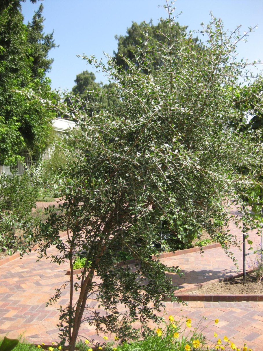 Лавсония неколючая