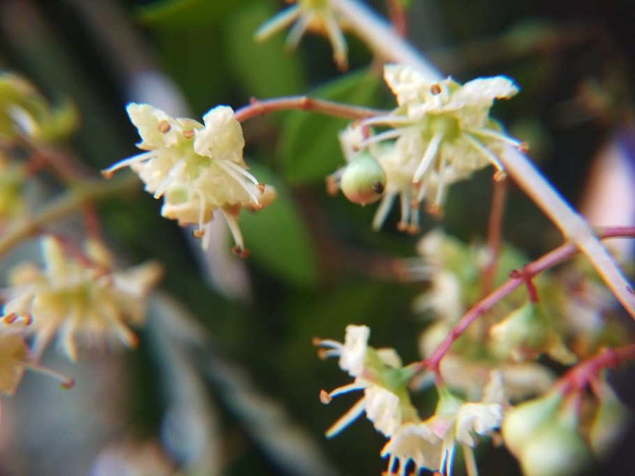 Inermis как произошло название