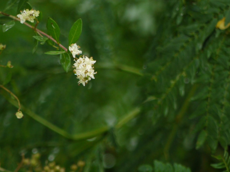 Лавсония неколючая растение