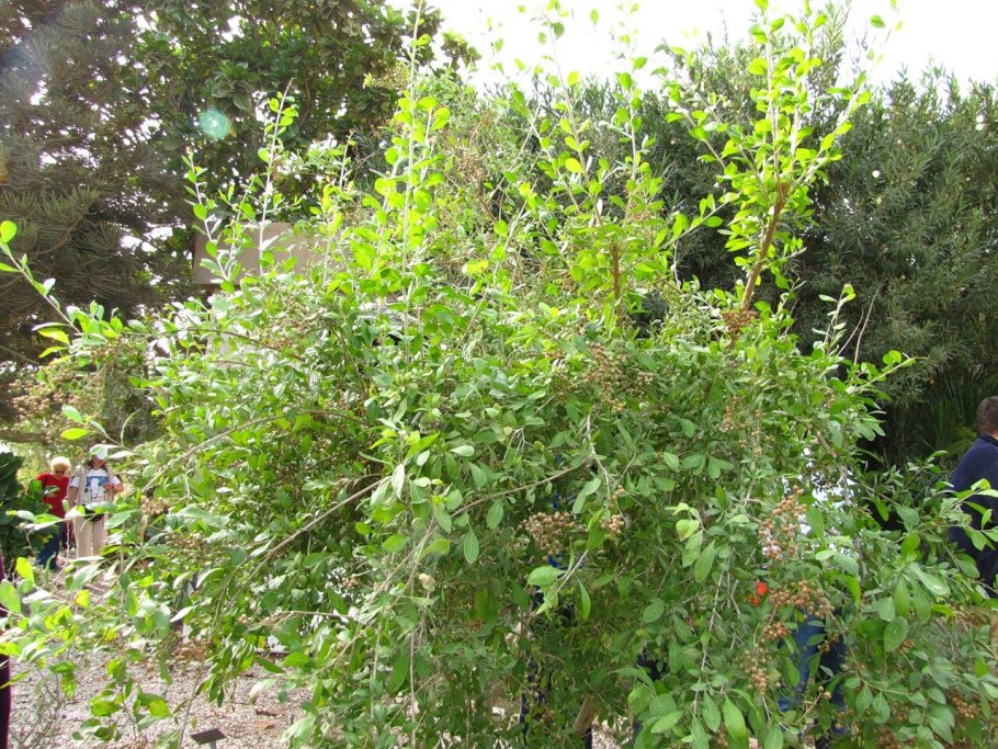 Кустарник Лавсония неколючая (Lawsonia inermis)