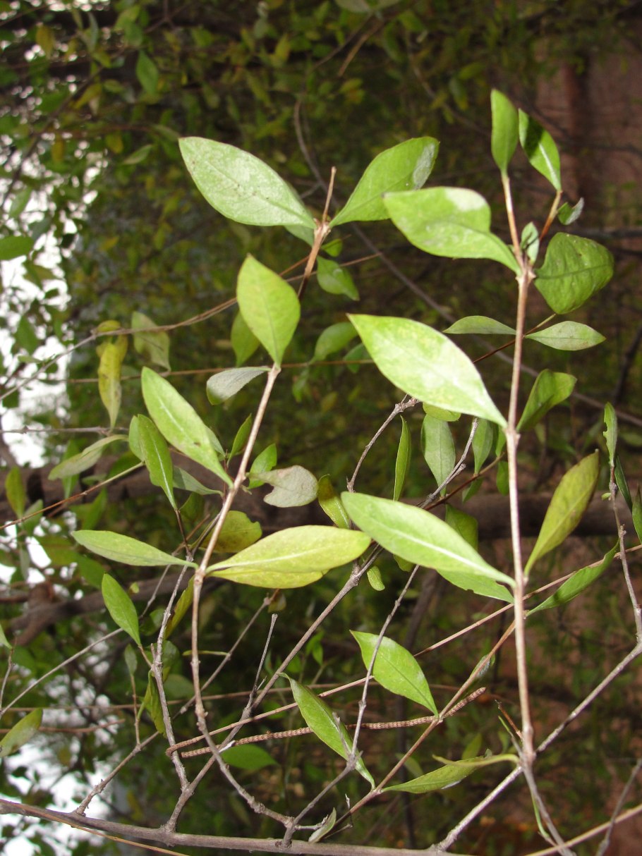 Лавсония хна растение