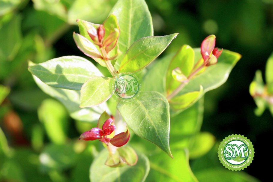 Лавсония в горшке