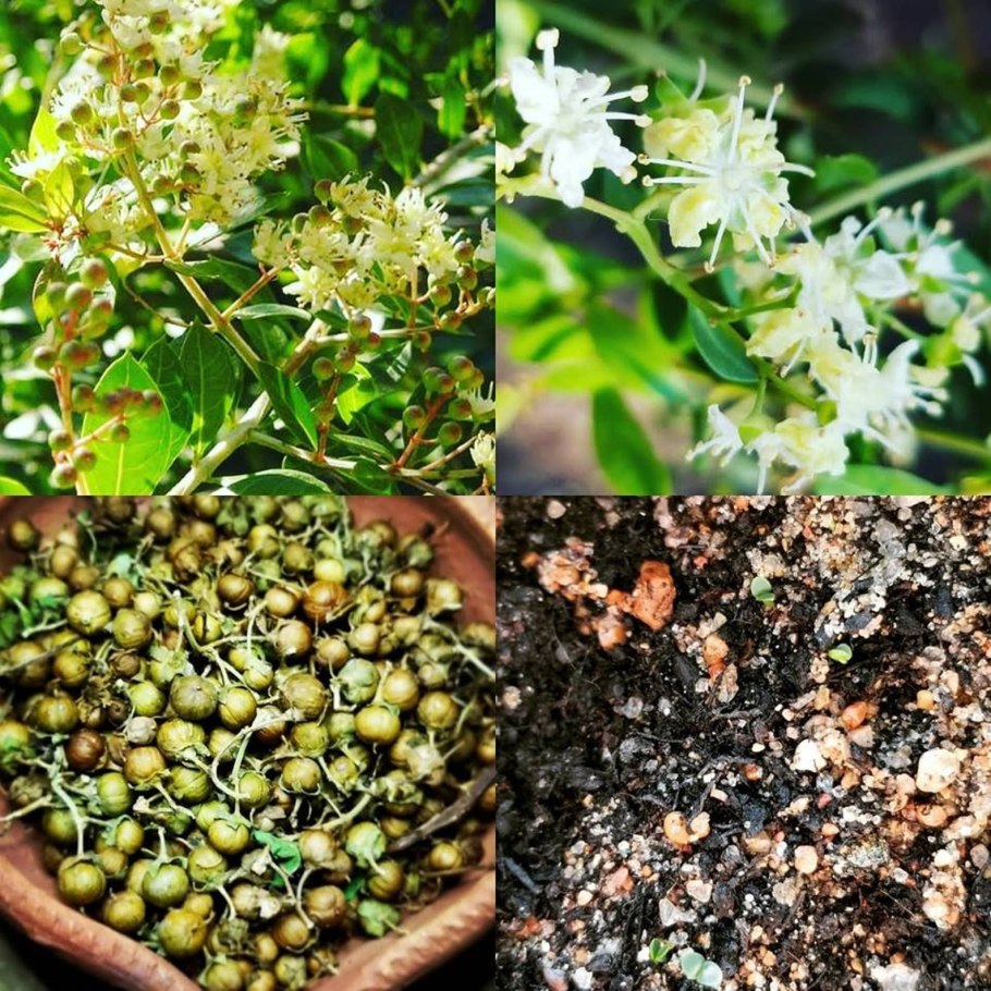 Дерево хна фото