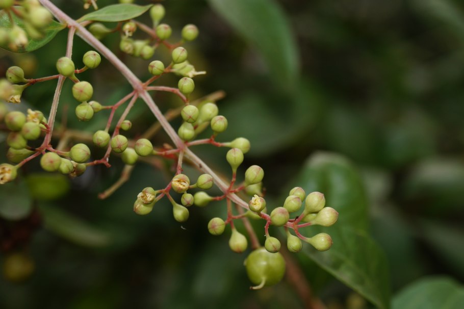 Лавсония хна растение