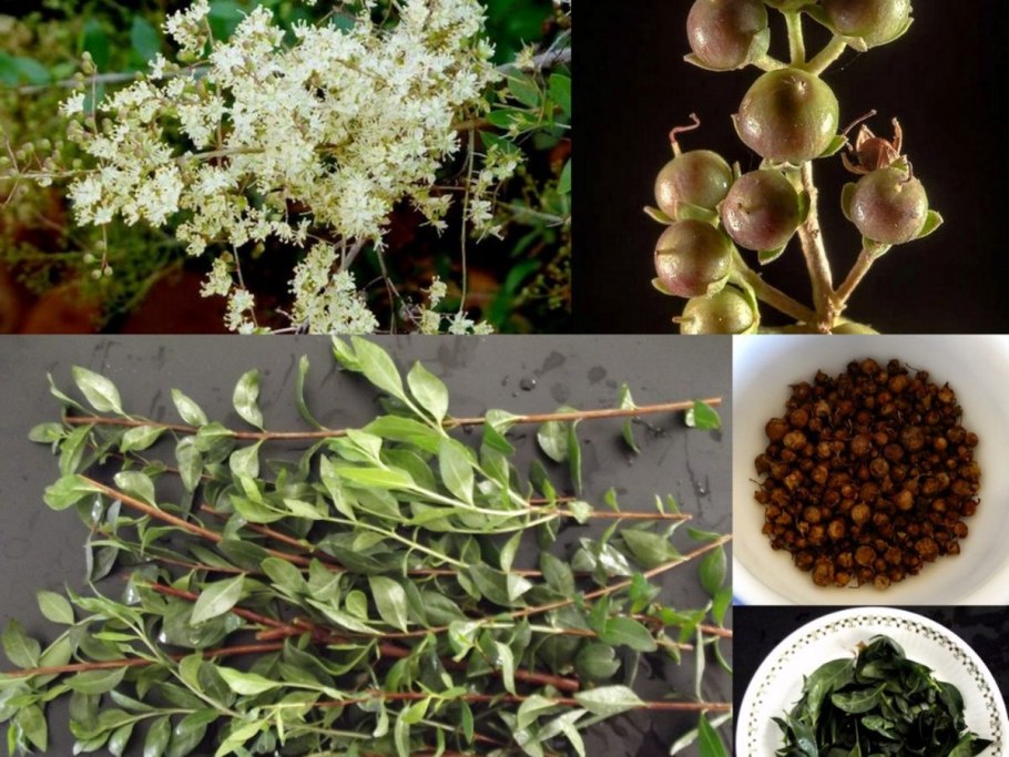 Растение Lawsonia inermis