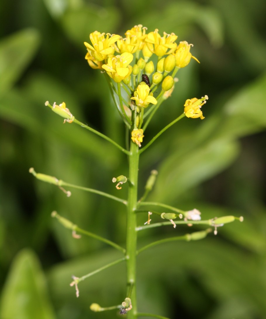Rorippa Amphibia Жерушник Земноводный
