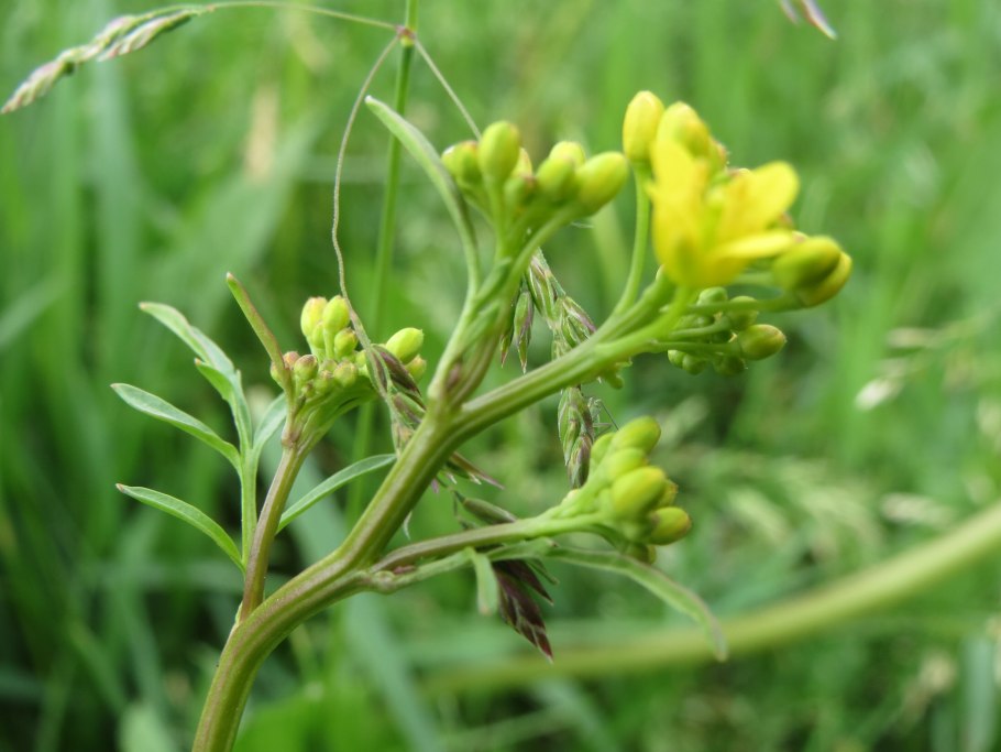 Жерушник болотный Rorippa palustris