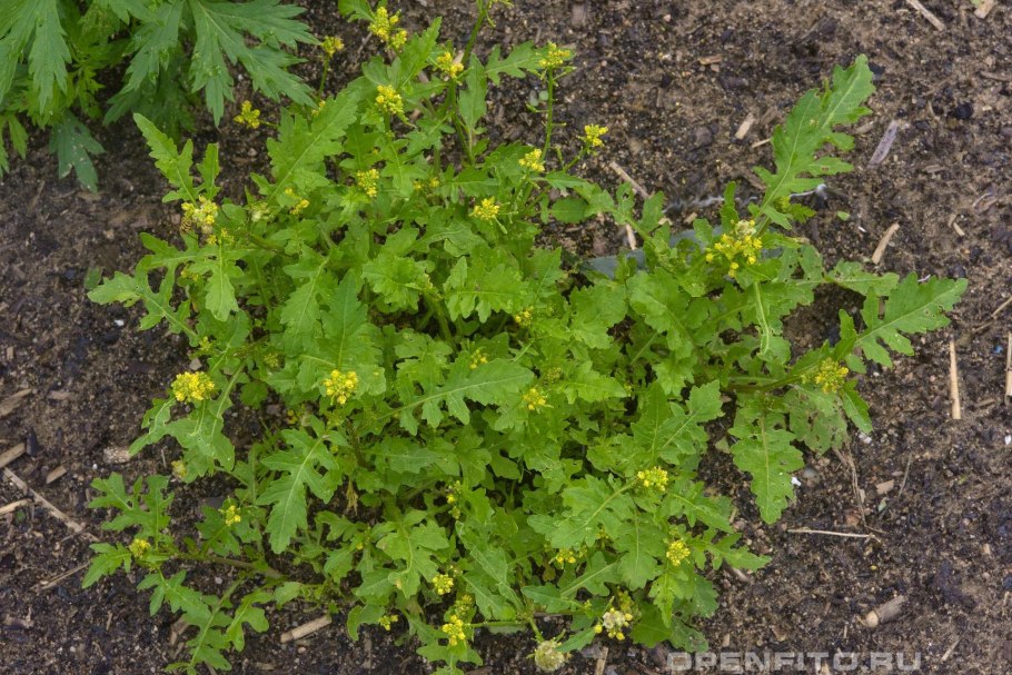 Жерушник исландский