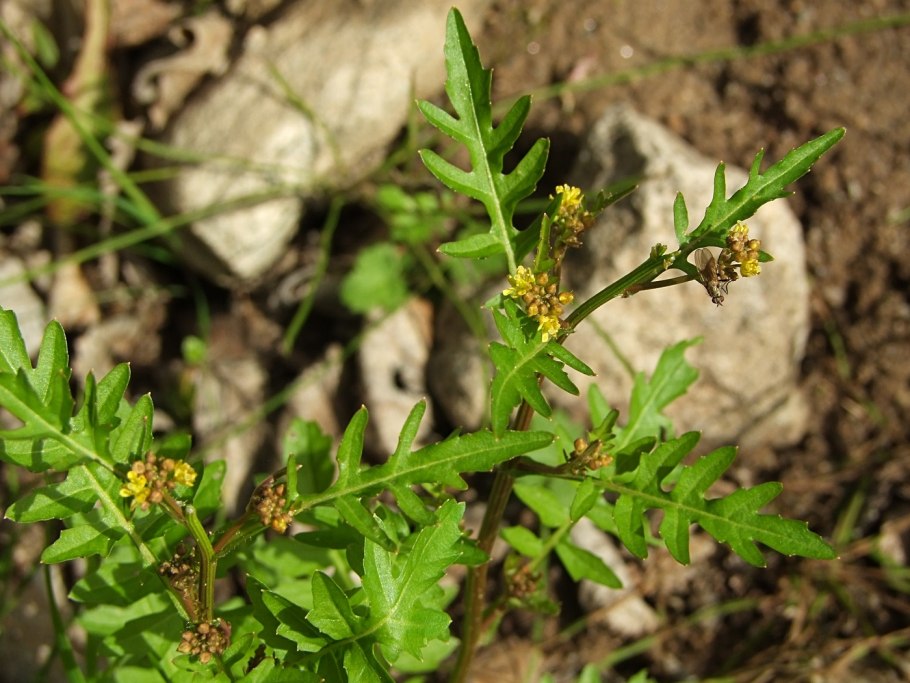 Жерушник Земноводный
