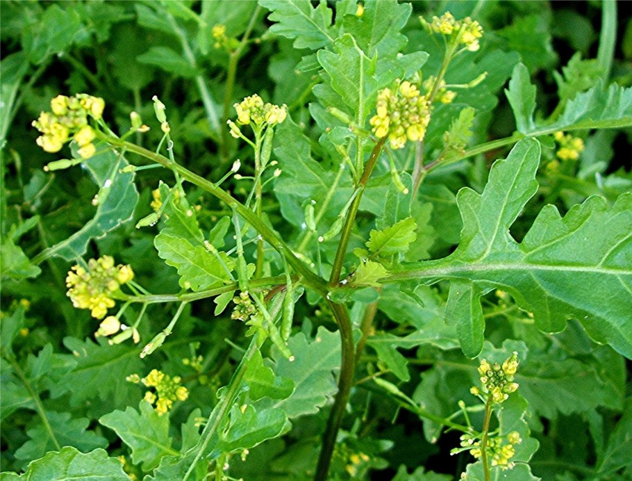 Жерушник болотный