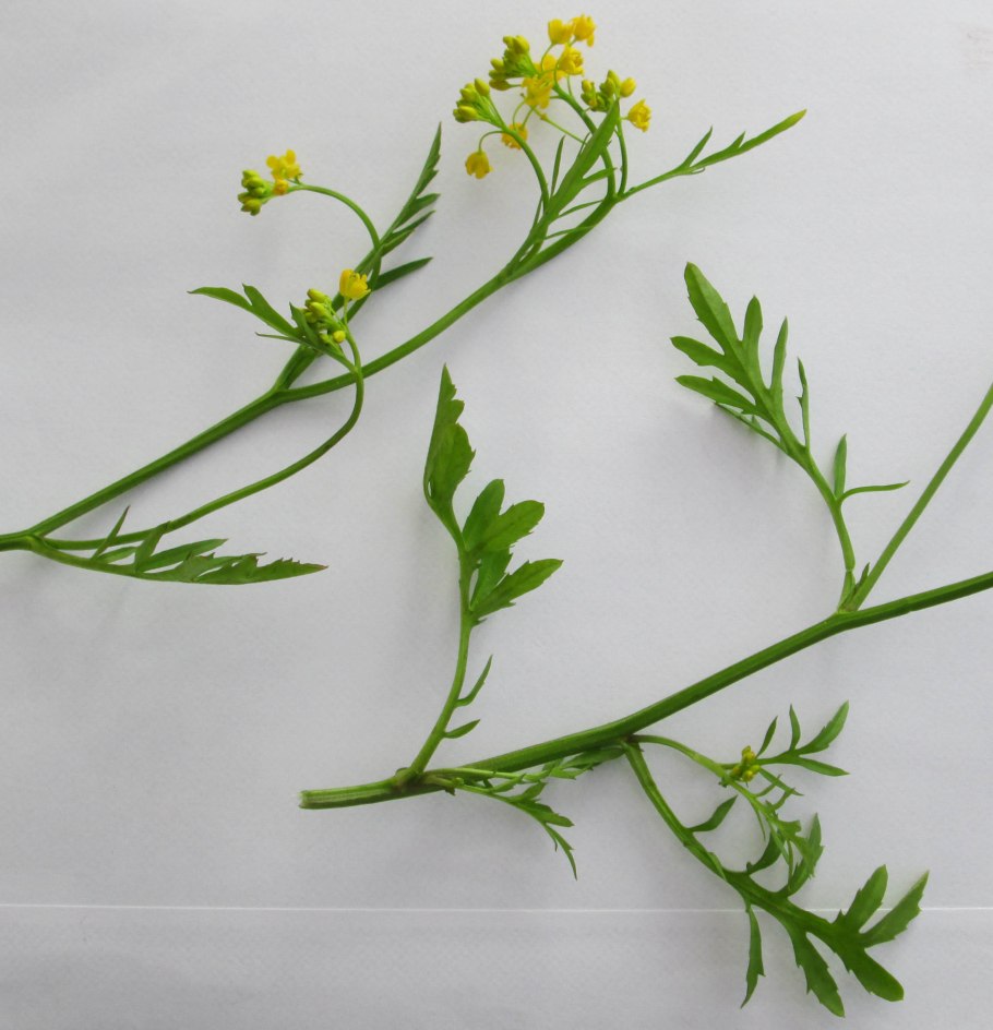 Rorippa Sylvestris