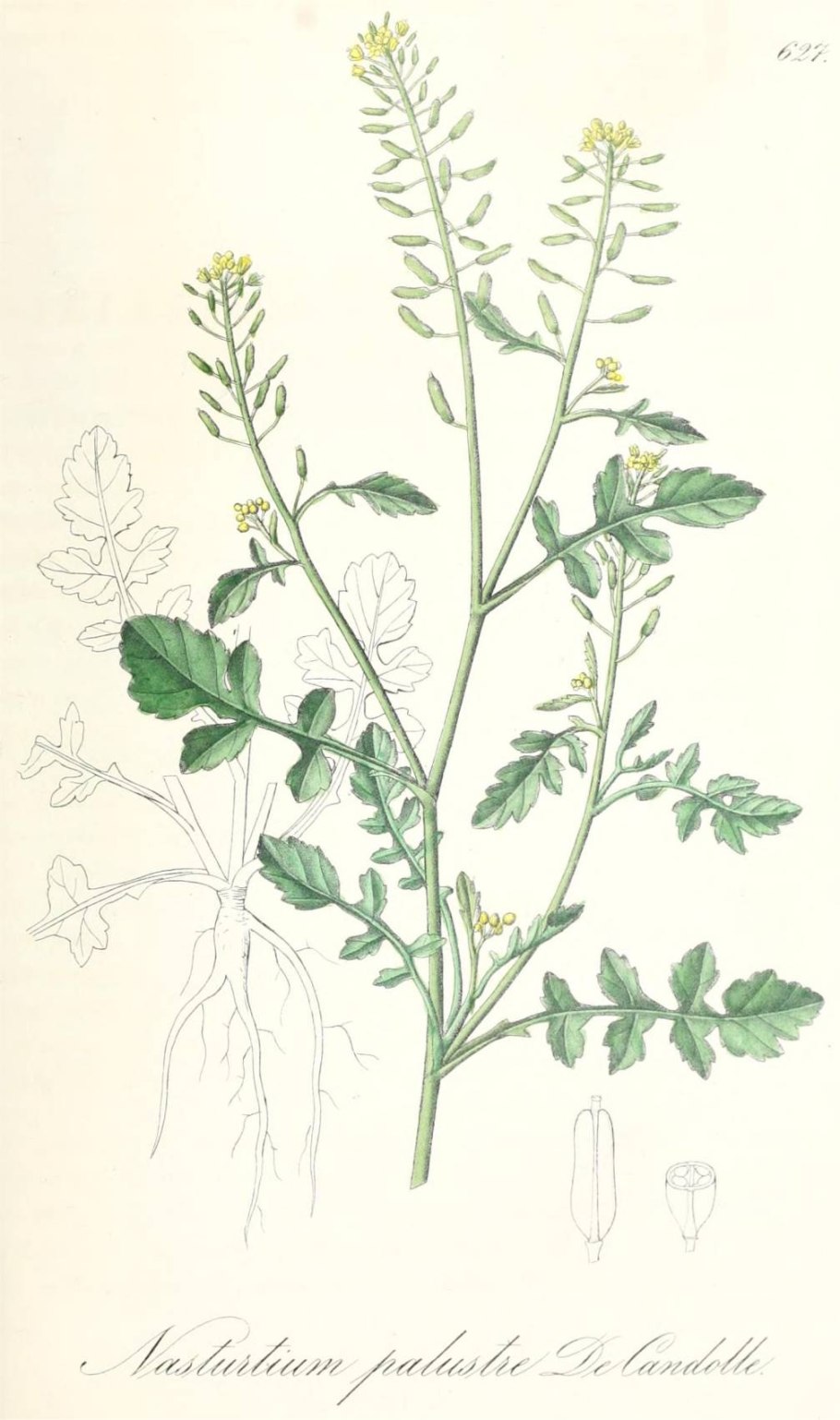 Жерушник всходы