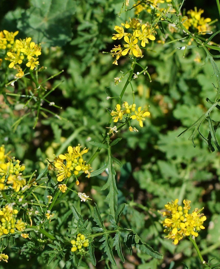 Rorippa Sylvestris
