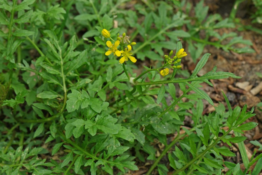 Жерушник болотный