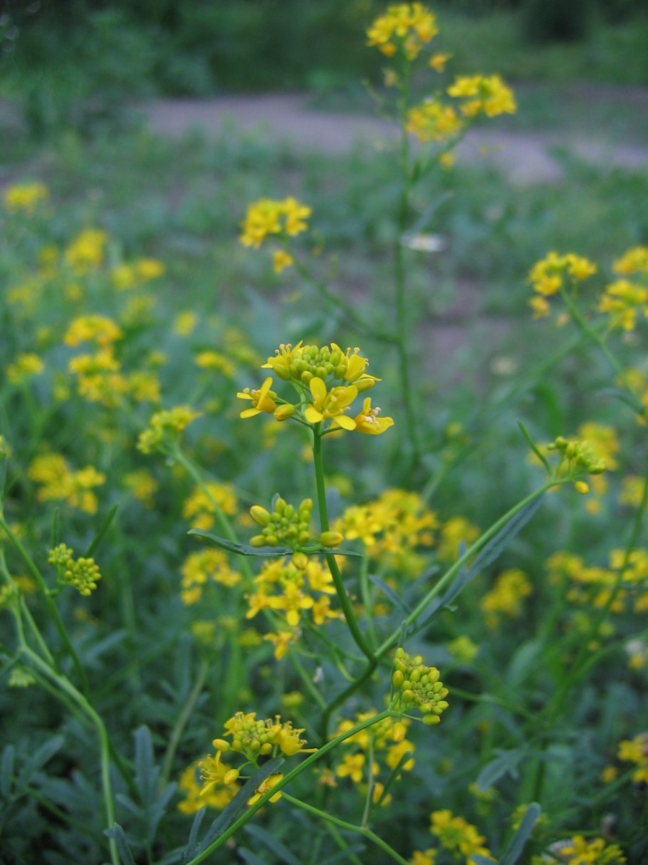 Жерушник Лесной — Rorippa Sylvestris Bess.
