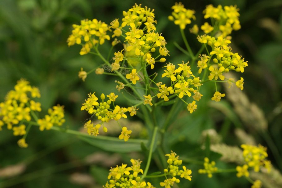 Жерушник австрийский