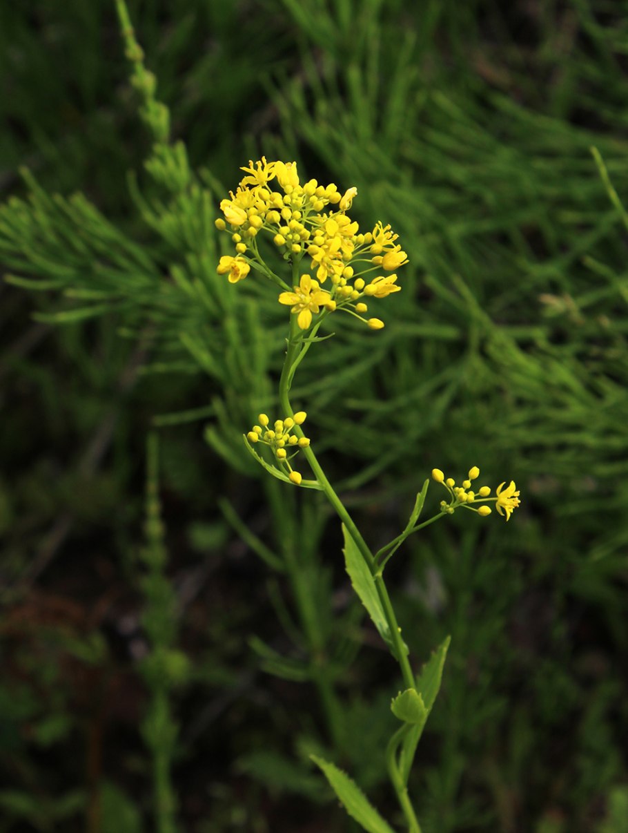 Жерушник болотный