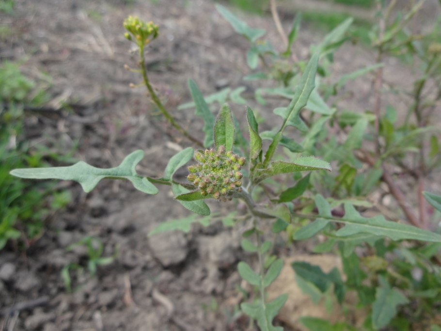 Жерушник Земноводный