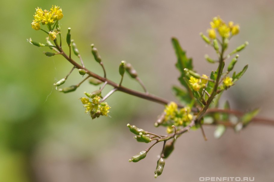 Жерушник исландский