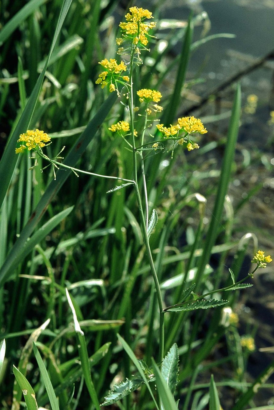 Жерушник Земноводный