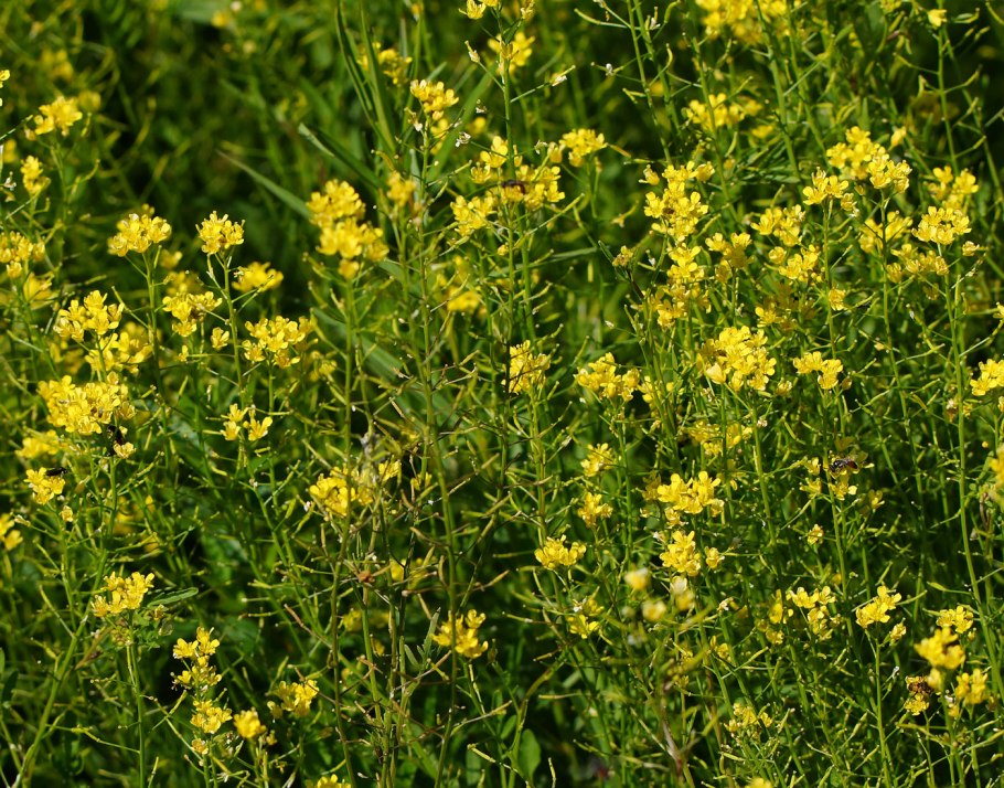 Rorippa Sylvestris Жерушник Лесной