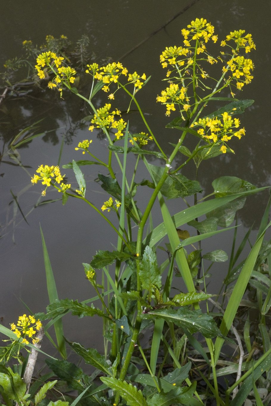 Жерушник австрийский