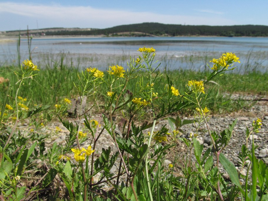 Жерушник Земноводный