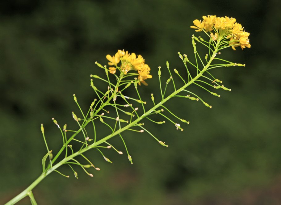 Жерушник болотный