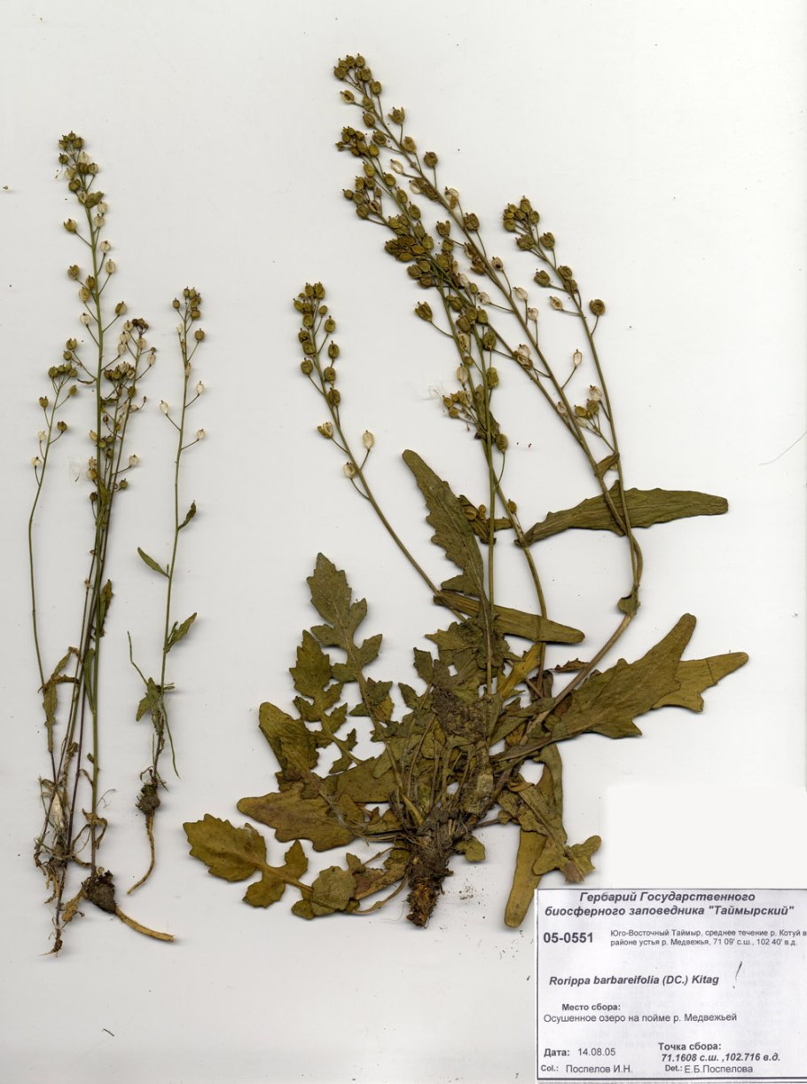 Жерушник Лесной