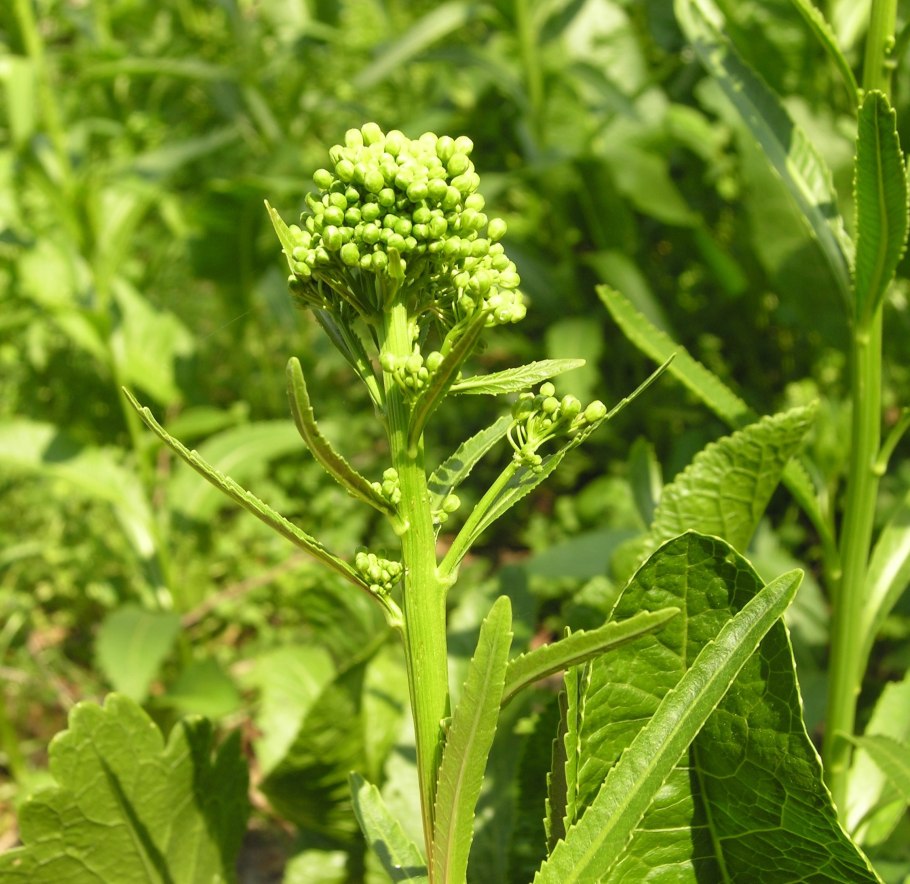 Рориппа водная (Жерушник)