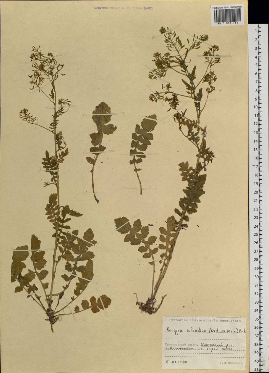 ٭٭٭454. Rorippa Amphibia