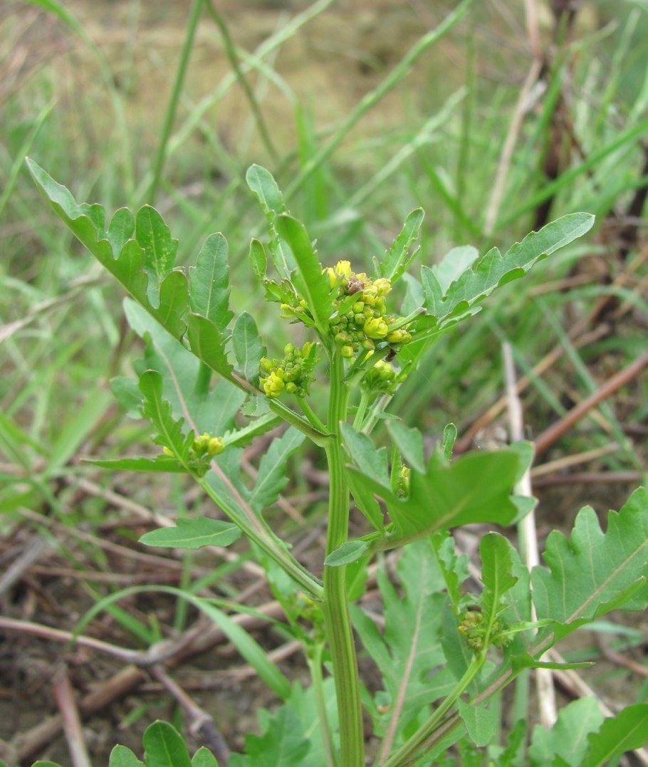 Rorippa palustris