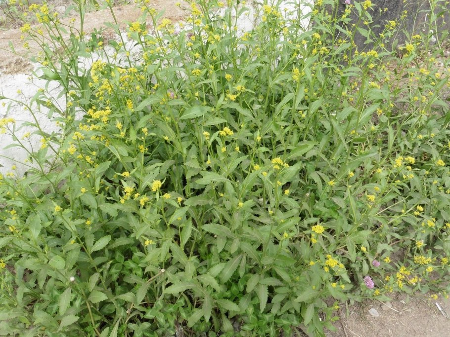 Жерушник австрийский