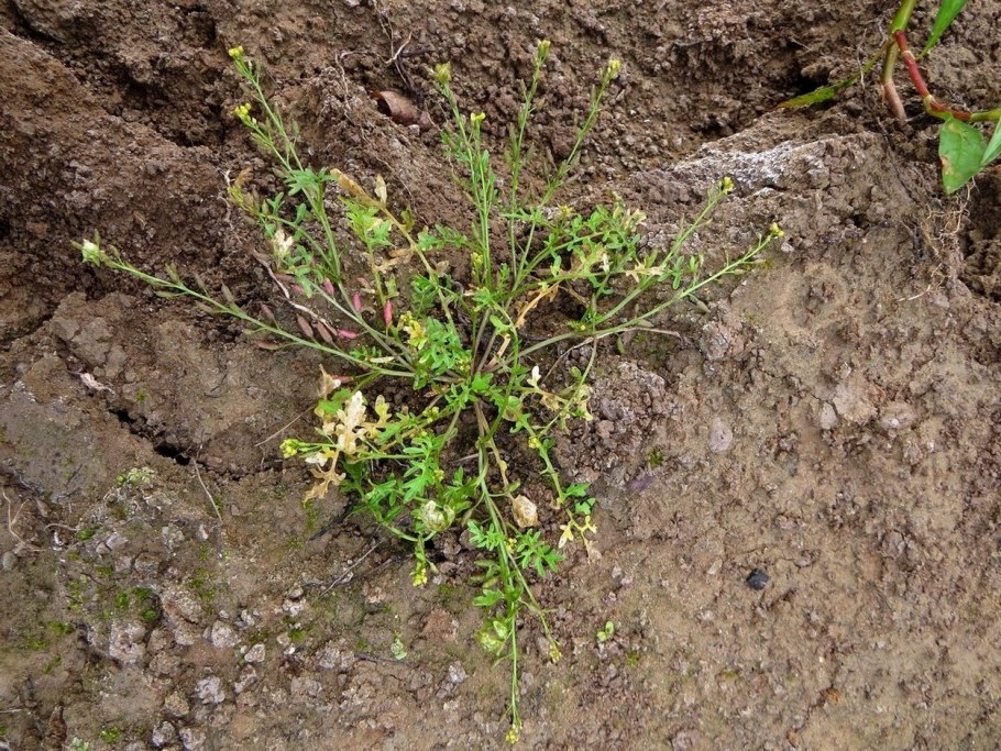 Rorippa Sylvestris как медонос