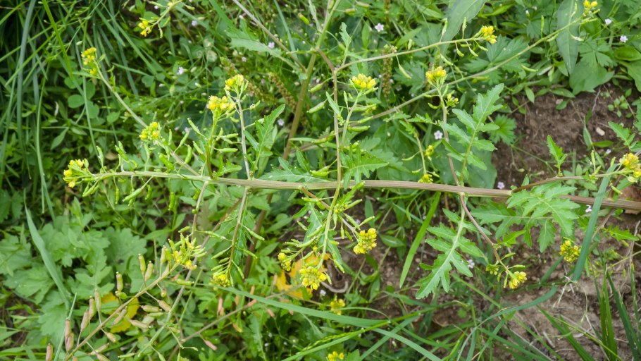 Жерушник болотный