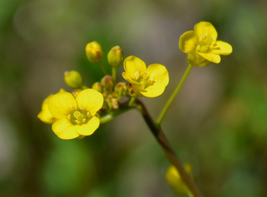 Жерушник болотный