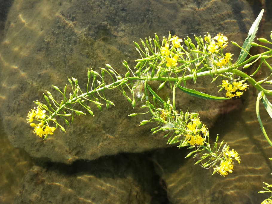 Rorippa Sylvestris Жерушник Лесной