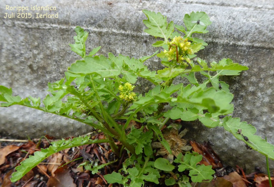 Жерушник Лесной сорняк борьба